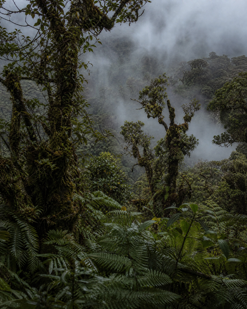 Print Niebla baja